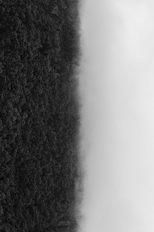 Poster - Skog Vertikal